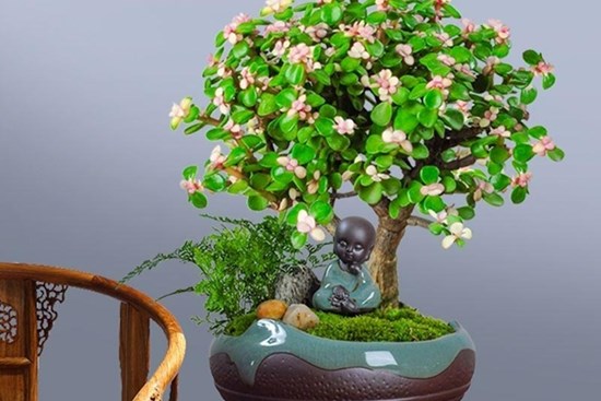 Người thông minh nuôi 3 cây cảnh