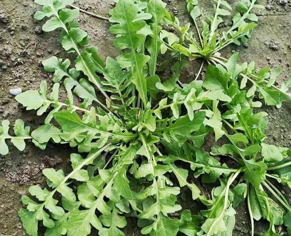 Loại rau dại tươi mới đầu tiên của mùa xuân, bổ hơn bắp cải, bổ hơn tỏi tây, làm bánh rất ngon-1