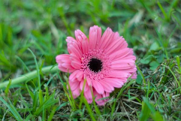 Khó khăn đã qua, 3 con giáp cá chép hóa rồng, tháng 3 tiền tài cuồn cuộn đổ về-1