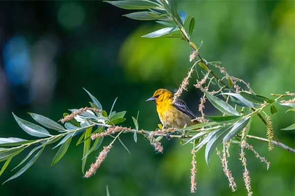 Tử vi ngày 29/2/2024: Tuổi Thân qu‎ý nhân nâng đỡ, tuổi Ngọ giậm chân tại chỗ-4