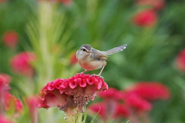 Tháng Giêng kết thúc, 3 con giáp có vận may khởi sắc, thu nhập nhân đôi, được cả danh lẫn lợi-3