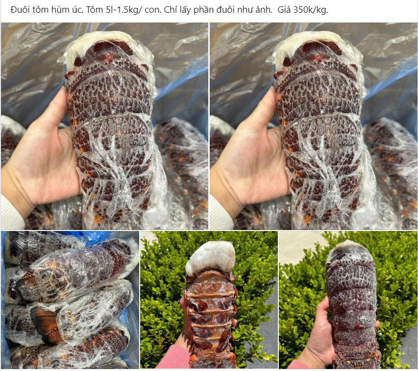 Đuôi tôm hùm Úc rao bán đầy chợ mạng, giá chỉ từ 350.000 đồng/kg-1