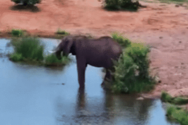 Clip: Bị voi tấn công, người đàn ông sợ hãi chui vào gầm ô tô-1