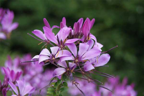 3 con giáp khiến người ta ghen tị về chỉ số IQ, đến trung vận phúc lành đầy nhà, tay trái nắm tình yêu, tay phải cầm tài lộc-4