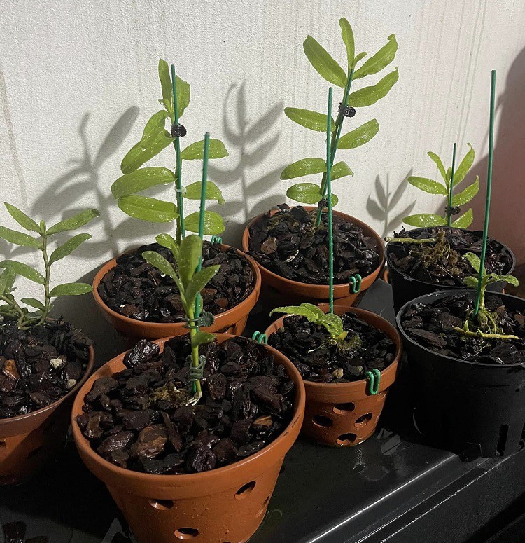 Bài học cay đắng của người từng ôm” 7 tỷ đồng, hùn vốn mua một chậu lan đột biến-4