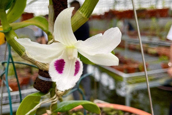 Lao vào cơn sốt lan đột biến, nhiều người khuynh gia bại sản thế nào?-4