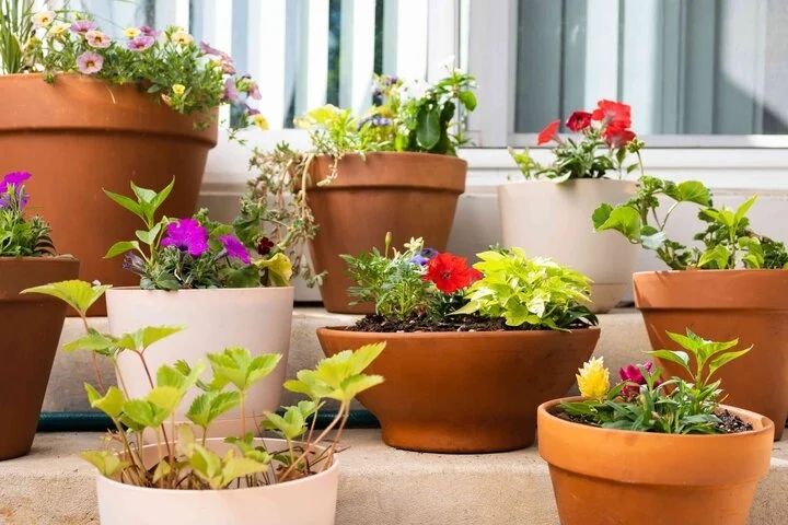 Vì sao không nên nhổ sạch cỏ dại trong chậu cây?-2