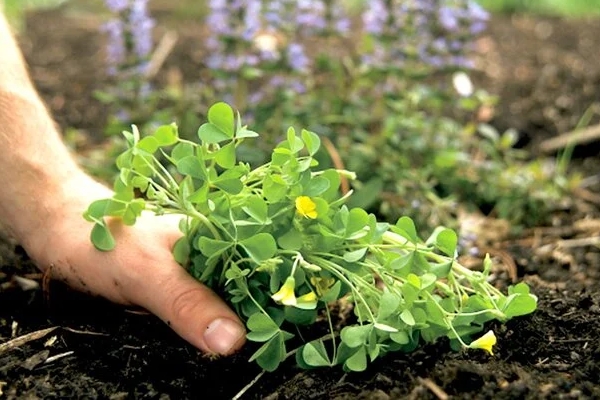 Tại sao cúc vạn thọ đẹp, tên ý nghĩa nhưng không được đặt lên bàn thờ?-2