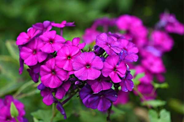 Năm 2024 tiền đồng hành cũng 4 con giáp này, tăng lương, thêm thu nhập, mãn nguyện mỗi ngày-5