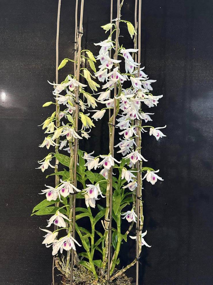 Lao vào cơn sốt lan đột biến, nhiều người khuynh gia bại sản thế nào?-2