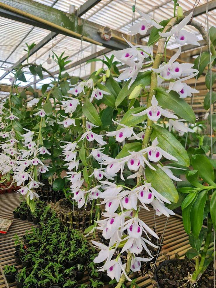 Lao vào cơn sốt lan đột biến, nhiều người khuynh gia bại sản thế nào?-3