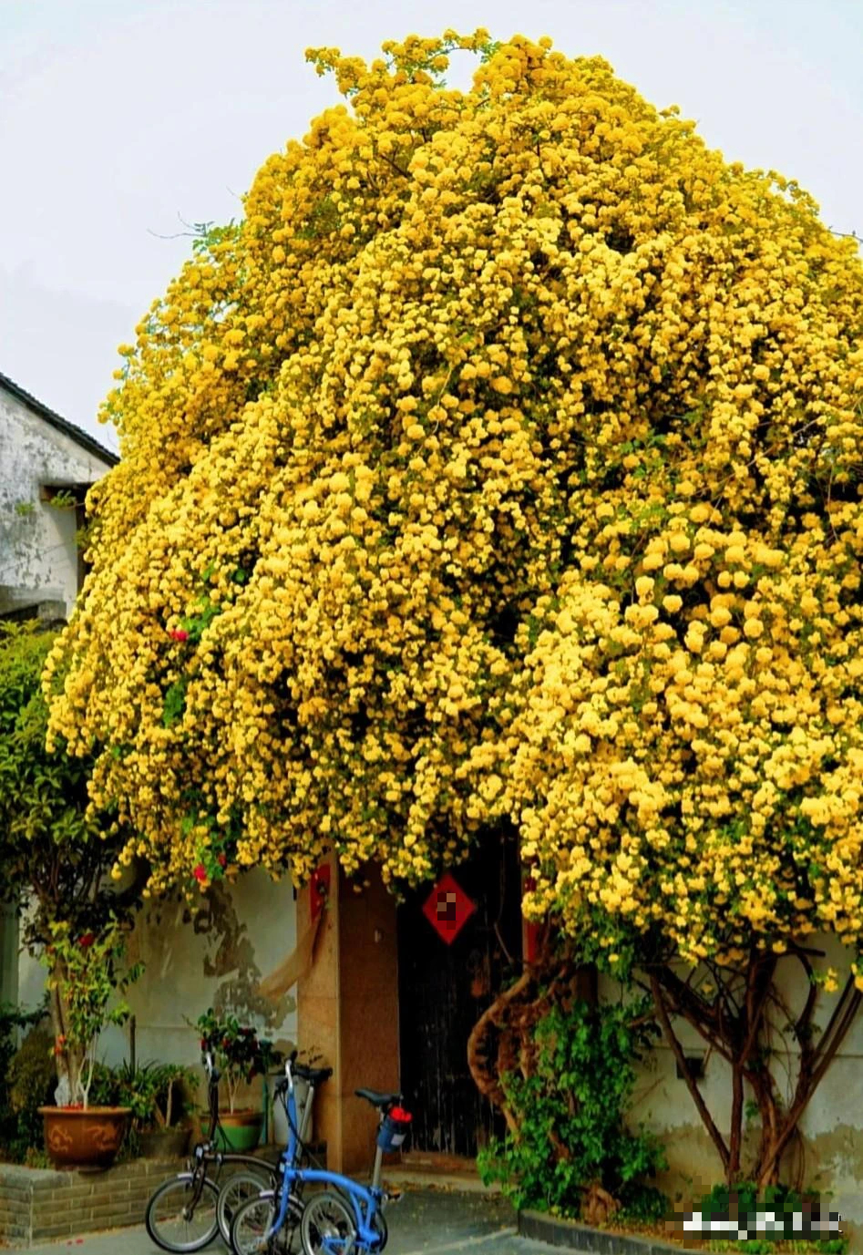 9 cây cảnh vượng khí, lộng lẫy, sang chảnh, làm đẹp sân vườn, giúp gia đình chiêu tài, hút lộc-9