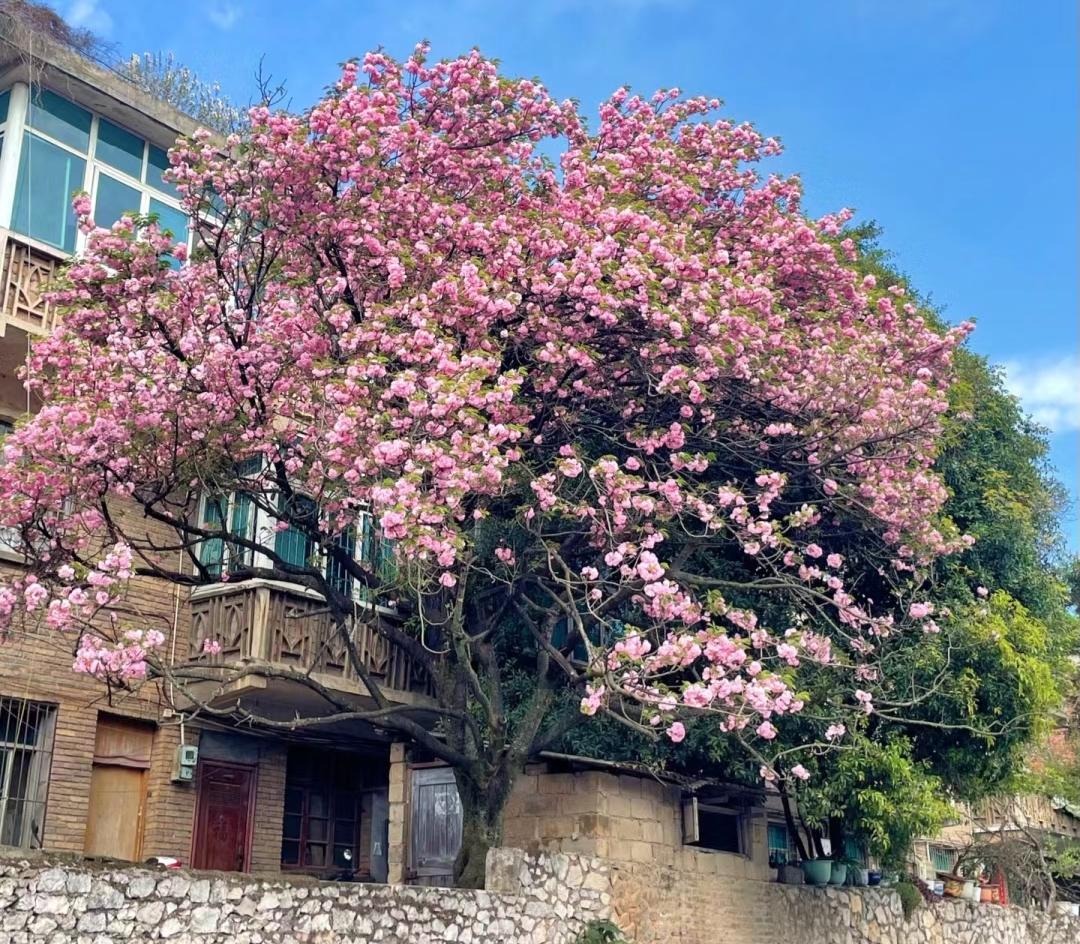 9 cây cảnh vượng khí, lộng lẫy, sang chảnh, làm đẹp sân vườn, giúp gia đình chiêu tài, hút lộc-4