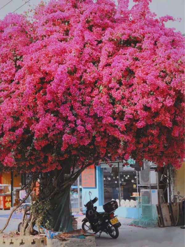 9 cây cảnh vượng khí, lộng lẫy, sang chảnh, làm đẹp sân vườn, giúp gia đình chiêu tài, hút lộc-6