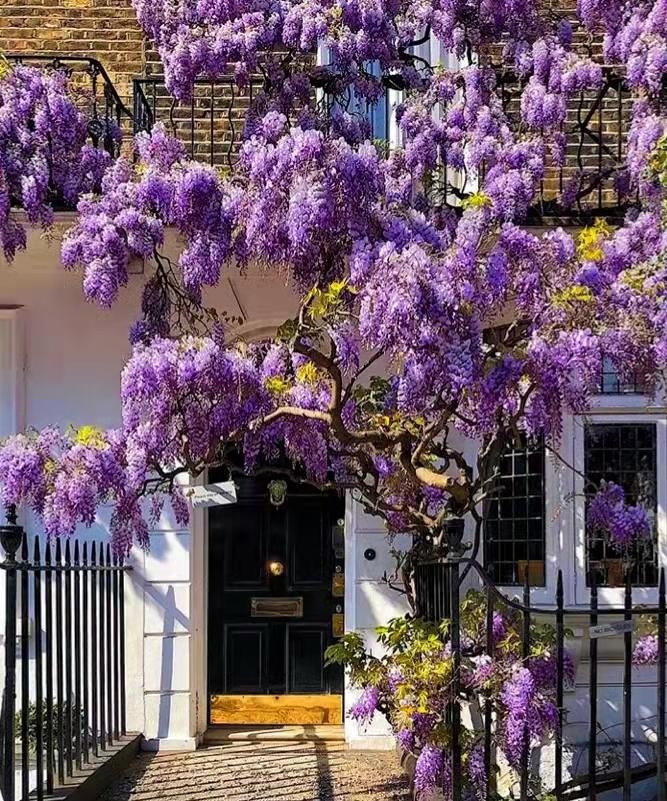 9 cây cảnh vượng khí, lộng lẫy, sang chảnh, làm đẹp sân vườn, giúp gia đình chiêu tài, hút lộc-8