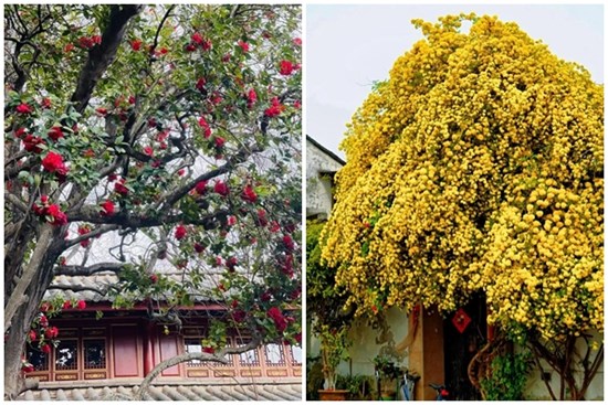 9 cây cảnh