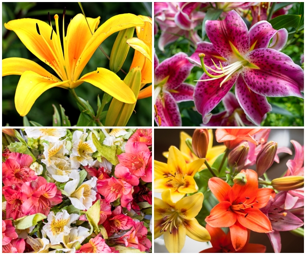 Thực hư chuyện cắm hoa ly trên bàn thờ làm hao tổn tài lộc, gia đạo ly tán?-1