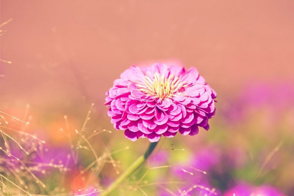 Phúc lộc gõ cửa: Đầu tháng 3, 3 con giáp biến rủi thành may, sự nghiệp lên hương, tiền tăng phi mã-3