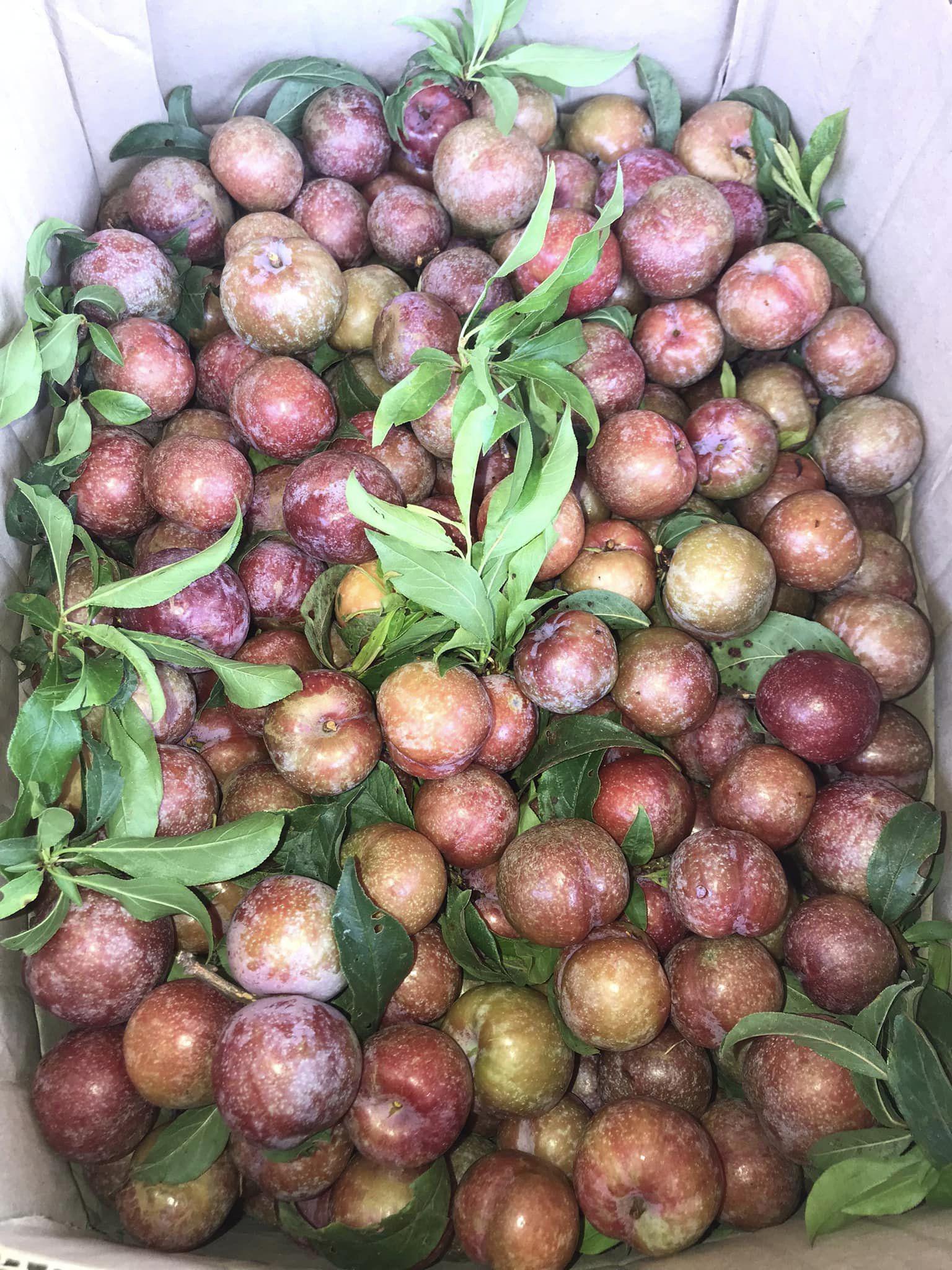 Mận hậu giá cao vẫn cháy” hàng, dân buôn ngày có vài tạ vẫn không đủ bán-1