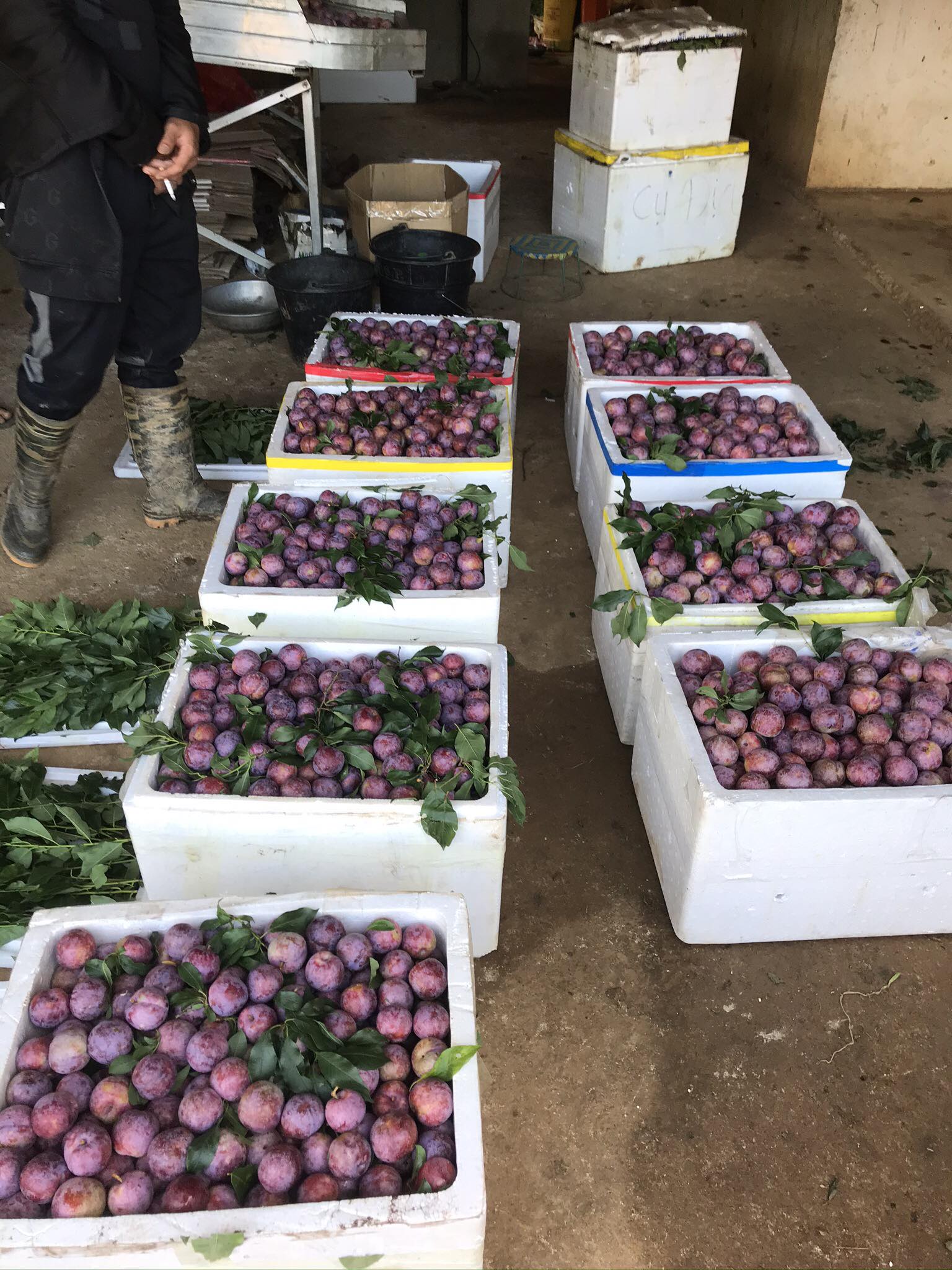 Mận hậu giá cao vẫn cháy” hàng, dân buôn ngày có vài tạ vẫn không đủ bán-2