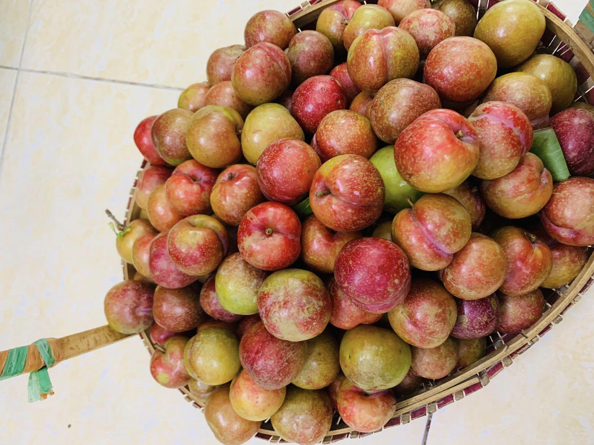 Mận hậu giá cao vẫn cháy” hàng, dân buôn ngày có vài tạ vẫn không đủ bán-3