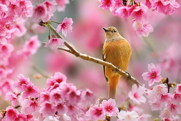 Top 5 con giáp may mắn nhất tháng 3-6