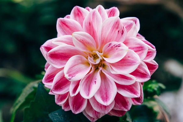 Tài lộc gõ cửa: Đầu tháng 3, 3 con giáp biến rủi thành may, sự nghiệp lên hương, tiền tăng phi mã-1