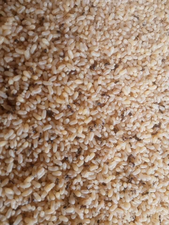 Loại trứng bé tí xíu mà giá bán đến 300.000 đồng/kg vẫn đắt hàng-1