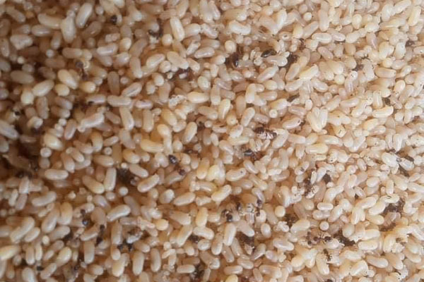 Bất ngờ khắp nơi rao bán trứng với giá siêu rẻ”, người nuôi gà đẻ nói gì?-6