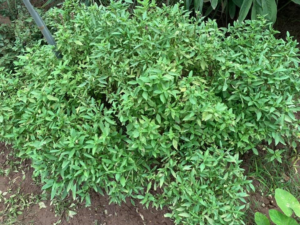 Hoa hậu bí ẩn nhất Việt Nam tuổi U40, sống kín tiếng trong biệt thự ở Hà Nội-15