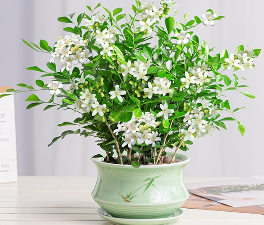 Cây cảnh quý như vàng, hoa nở 200 ngày, thơm gấp 8 lần mộc hương, giúp gia chủ trừ xui, cầu may-3