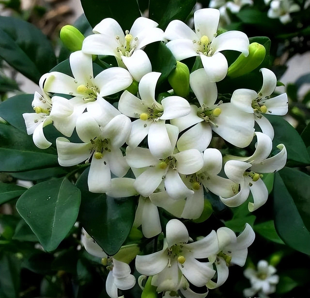 Cây cảnh quý như vàng, hoa nở 200 ngày, thơm gấp 8 lần mộc hương, giúp gia chủ trừ xui, cầu may-10