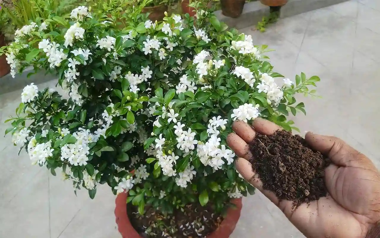 Cây cảnh quý như vàng, hoa nở 200 ngày, thơm gấp 8 lần mộc hương, giúp gia chủ trừ xui, cầu may-11