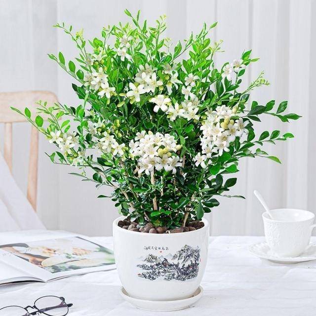 Cây cảnh quý như vàng, hoa nở 200 ngày, thơm gấp 8 lần mộc hương, giúp gia chủ trừ xui, cầu may-6