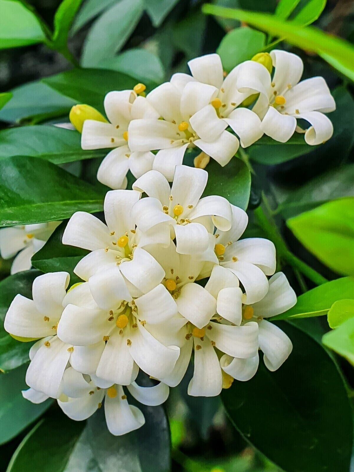 Cây cảnh quý như vàng, hoa nở 200 ngày, thơm gấp 8 lần mộc hương, giúp gia chủ trừ xui, cầu may-7