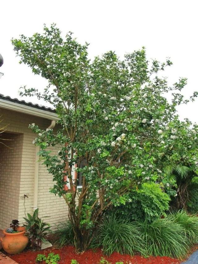 Cây cảnh quý như vàng, hoa nở 200 ngày, thơm gấp 8 lần mộc hương, giúp gia chủ trừ xui, cầu may-9