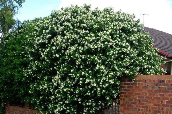 Cây cảnh quyền uy, hoa nở trĩu cành, thơm ngát, đem lại phúc lành, tài lộc được nhà giàu ưa thích-12