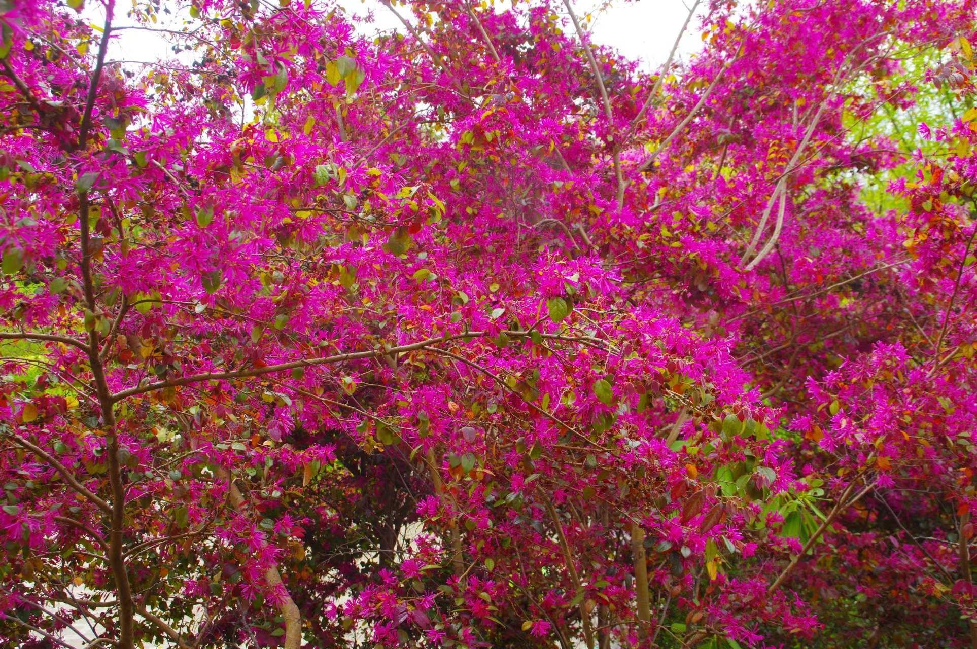 Cây cảnh quyền uy, hoa nở trĩu cành, thơm ngát, đem lại phúc lành, tài lộc được nhà giàu ưa thích-1