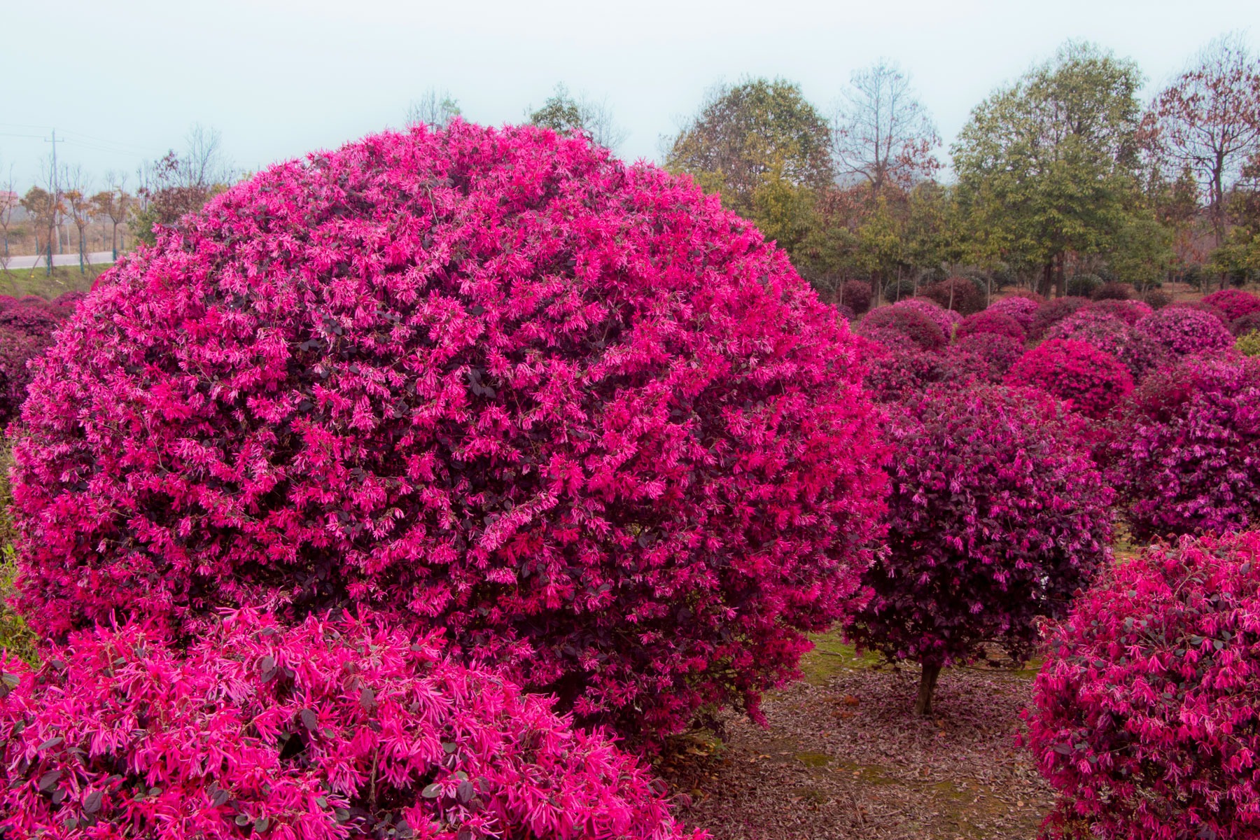 Cây cảnh quyền uy, hoa nở trĩu cành, thơm ngát, đem lại phúc lành, tài lộc được nhà giàu ưa thích-4