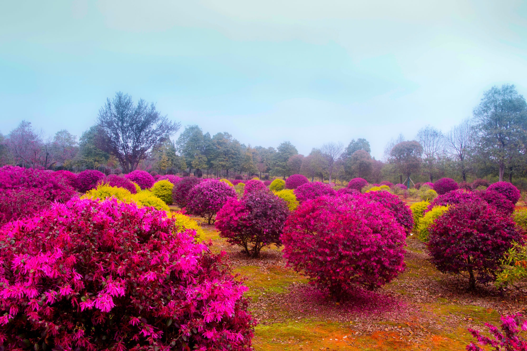 Cây cảnh quyền uy, hoa nở trĩu cành, thơm ngát, đem lại phúc lành, tài lộc được nhà giàu ưa thích-5