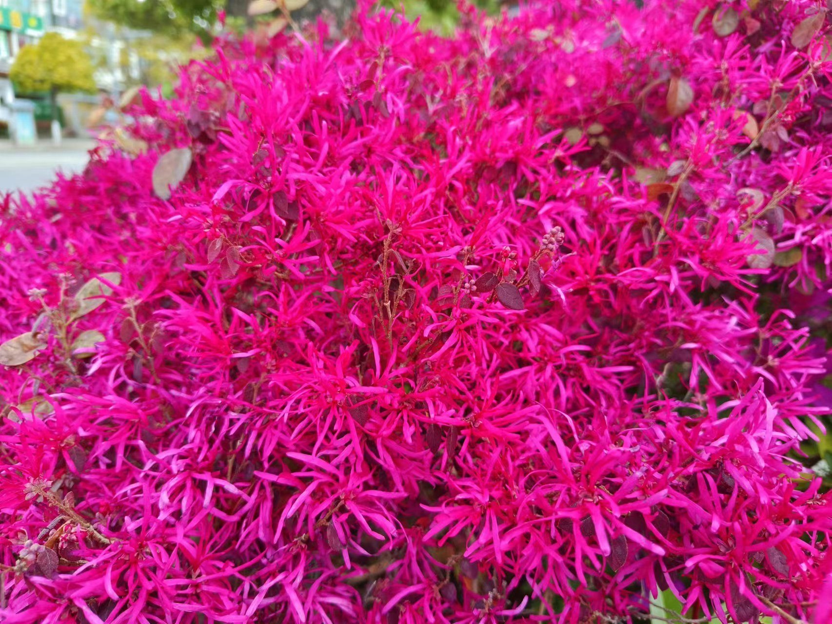 Cây cảnh quyền uy, hoa nở trĩu cành, thơm ngát, đem lại phúc lành, tài lộc được nhà giàu ưa thích-6