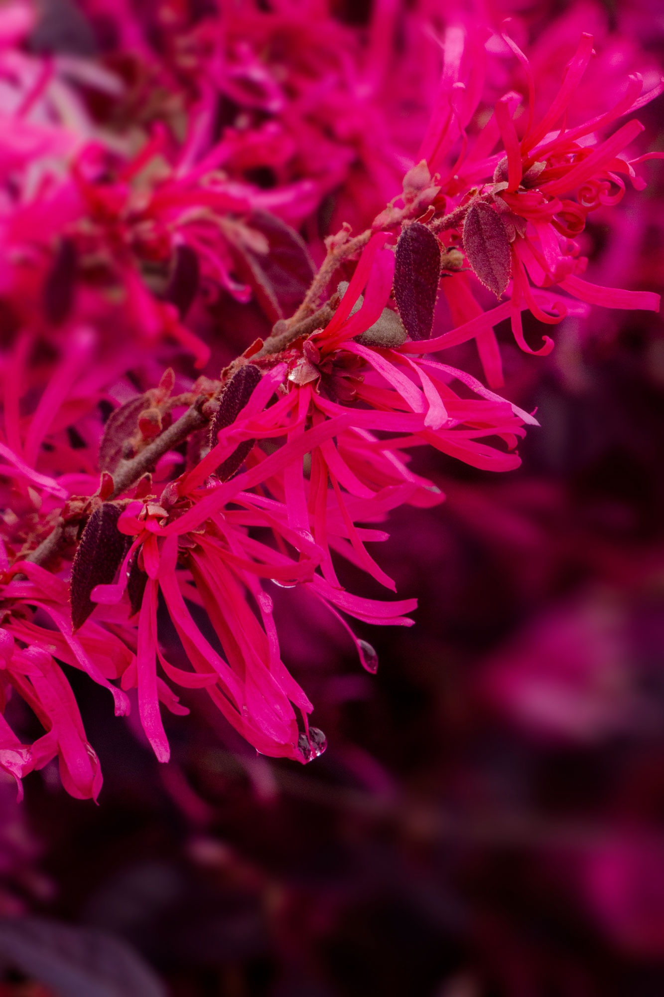 Cây cảnh quyền uy, hoa nở trĩu cành, thơm ngát, đem lại phúc lành, tài lộc được nhà giàu ưa thích-7