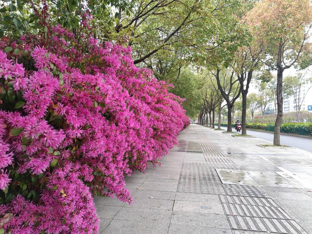 Cây cảnh quyền uy, hoa nở trĩu cành, thơm ngát, đem lại phúc lành, tài lộc được nhà giàu ưa thích-9