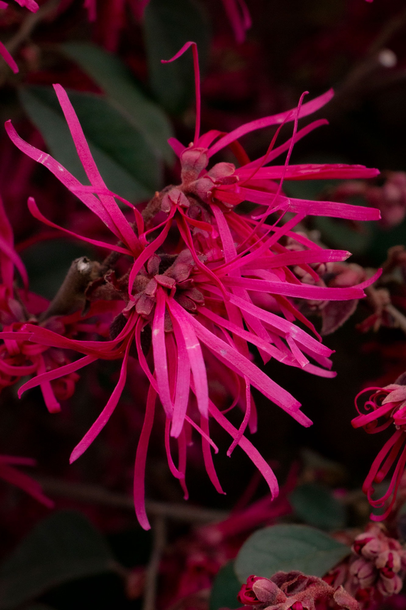 Cây cảnh quyền uy, hoa nở trĩu cành, thơm ngát, đem lại phúc lành, tài lộc được nhà giàu ưa thích-10