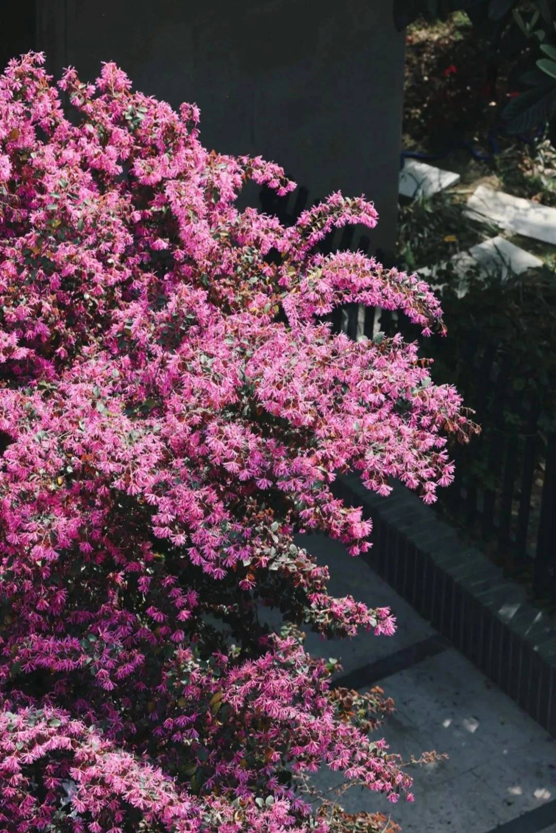 Cây cảnh quyền uy, hoa nở trĩu cành, thơm ngát, đem lại phúc lành, tài lộc được nhà giàu ưa thích-11