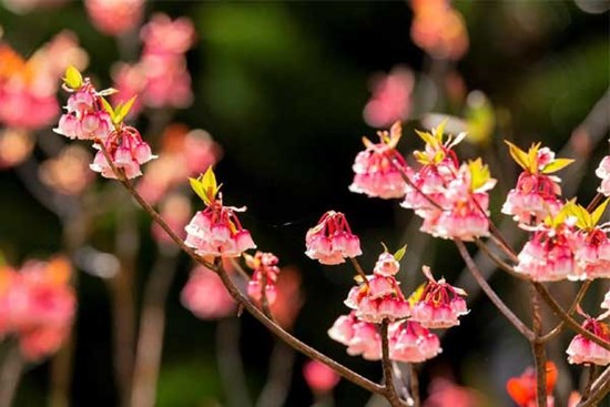 Tuần mới từ 4/3, 3 con giáp gặp gỡ quý nhân, bứt phá vượt trội, ăn mừng thăng chức, tăng thu nhập