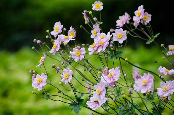 Tuần mới từ 4/3, 3 con giáp gặp gỡ quý nhân, bứt phá vượt trội, ăn mừng thăng chức, tăng thu nhập-2