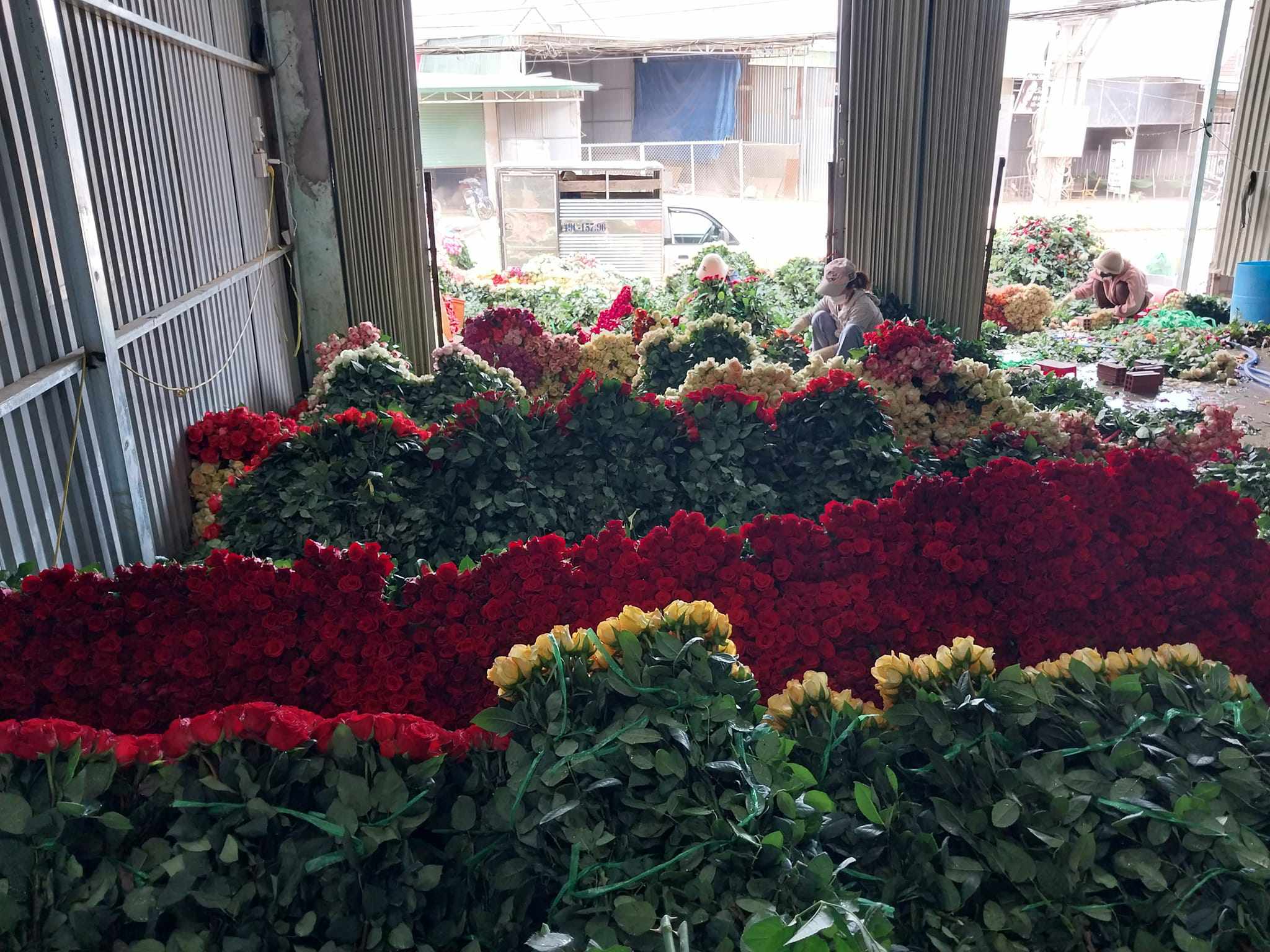 Giá hoa hồng sát ngày 8/3 tăng gấp đôi ngày thường, dân buôn bán mỗi ngày cả nghìn bông-1
