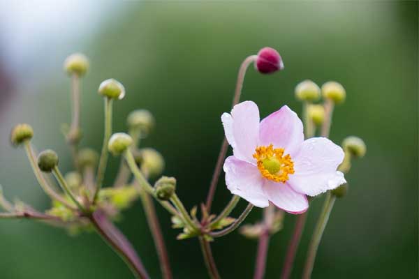 Tử vi ngày 5/3/2024: Tuổi Dậu may mắn vượt trội, tuổi Thìn thiếu sự tập trung-1