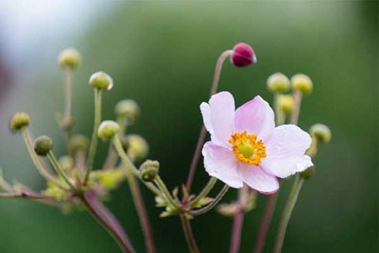 Tử vi ngày 5/3/2024: Tuổi Dậu may mắn vượt trội, tuổi Thìn thiếu sự tập trung